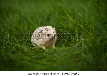 Cute hedgehog sitting in the green grass