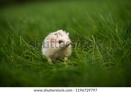 Cute hedgehog sitting in the green grass