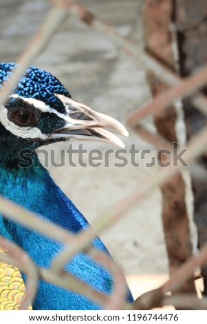 closeup beautifull peacock