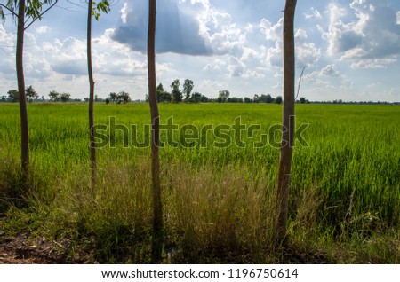Rice field and eucalyptus tree in Surin Province, Thailand. Thai peasants plant eucalyptus trees on the ridge to make unearned income. This is the best Thai jasmine rice growing area.