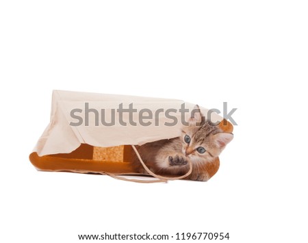 Cute curiosity kitten playing with paper bag isolated on white