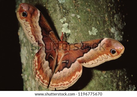 Promethea Silkmoth (Callosamia Promethea) Moth