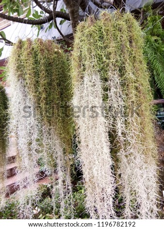 Spanish moss decorating the garden as curtain