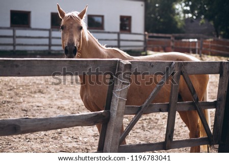 Brown horse at ranch
