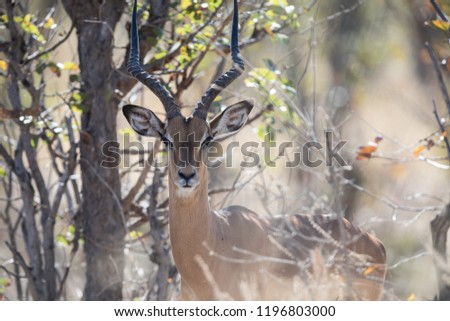 Wildlife in Moremi Botswana Royalty-Free Stock Photo #1196803000