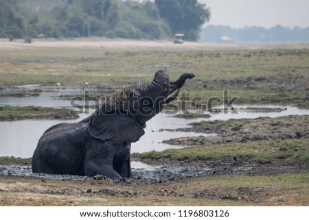 Wildlife in Moremi Botswana Royalty-Free Stock Photo #1196803126