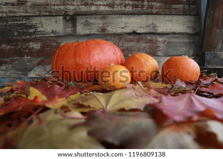 Pumpkins and Fall Leaves against shabby wooden wall. Autumn harvest concept. Thanksgiving, Halloween, side view