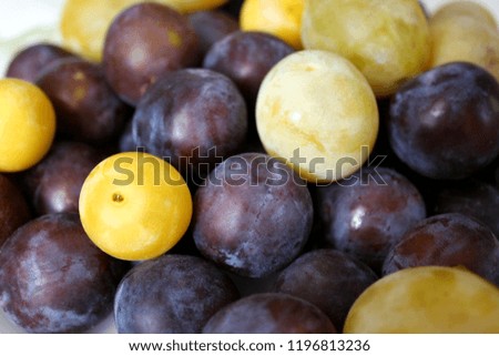 Yellow and violet cherry plums or myrobalan plums (Prunus cerasifera) close up 