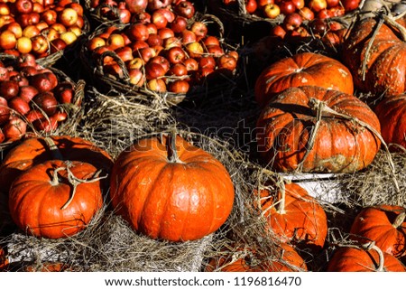 Pumpkins.Autumn harvest. Orange pumpkins and apples in wooden baskets lit by the morning sun.
