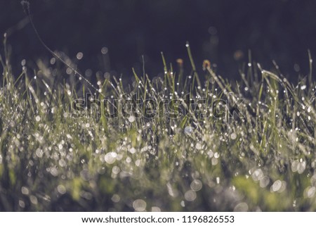 morning dew drops in gren grass meadow in autumn with nice sun light and colorful flowers - vintage retro look - vintage autumn color look