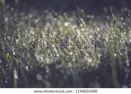 morning dew drops in gren grass meadow in autumn with nice sun light and colorful flowers - vintage retro look - vintage autumn color look