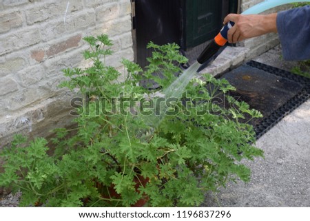 watering the plants in a garden