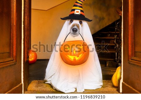 dog sitting as a ghost for halloween in front of the door  at home entrance with pumpkin lantern or  light , scary and spooky, for a trick or treat