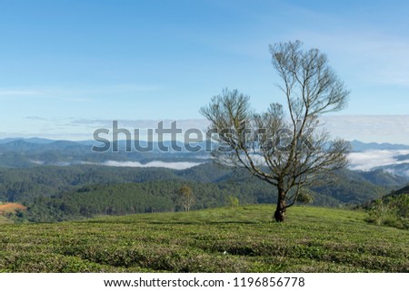 Unique background with fresh green tea leaves, tea hill, lonely tree and blue sky. Picture use for tea production, advertising, design, marketing, packaging and more