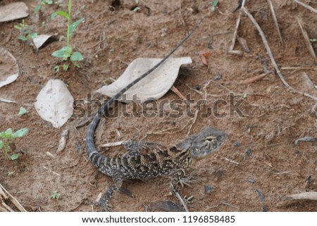 chameleon or tree lizard on the ground