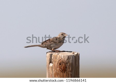 Cassin's Sparrow (peucaea cassinii)