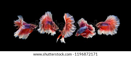 Colorful fighting fishes red, white and blue on black background.