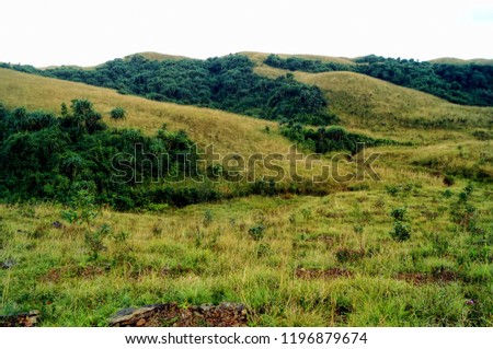 Landscape image of the vast expanse of grasslands in the forests of Cherapunji, Meghalya,India