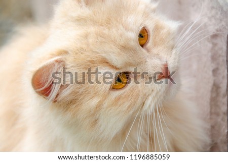 Portrait of cat with light orange fur looking curious aside.