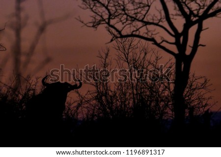 Silhouette of a buffalo and trees against the red sky at sunset, Sabi Sands, Greater Kruger, South Africa