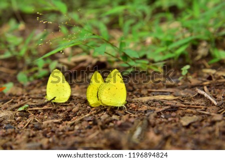 4 yellow butterflies on the ground 