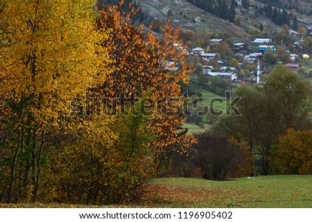 yellow trees in red color.(autumn) artvin/savsat
