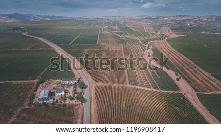 Ceptura is the largest wine-growing area in Romania.Vineyards photographed from the drones.