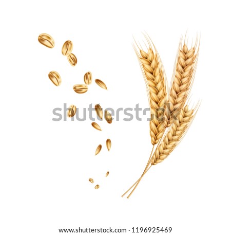 Vector wheat ears spikelets with grains. Realistic oat bunch, yellow sereals for backery, flour production design. Whole stalks, organic vegetarian food packaging element. Isolated illustration Royalty-Free Stock Photo #1196925469