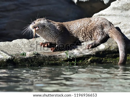 Eurasian otter (Lutra lutra)  eating a fish