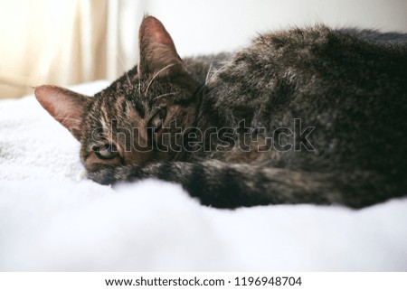 Tabby cat taking a nap in an bed