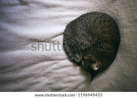 Domestic cat laying on a bed