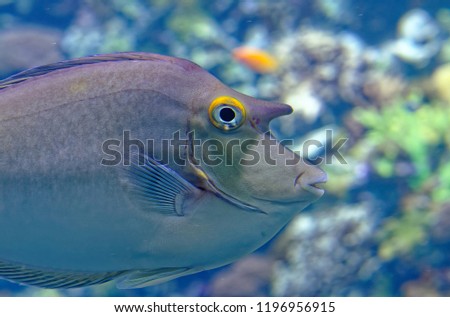 Tropical Fish Pomacentridae in a marine aquarium in blue optics Acanthomorphata
