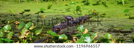 Turtle Sitting on a Log in a Lake