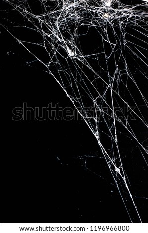 spider web,halloween background Royalty-Free Stock Photo #1196966800