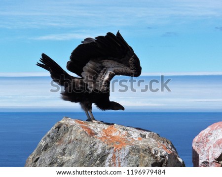Condor #729 stretches his wings before taking flight along California's Big Sur coastline