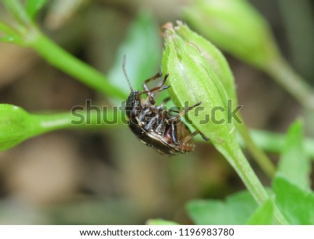 A picture of weevil beetle take a rest at grass in the garden in Port Klang.