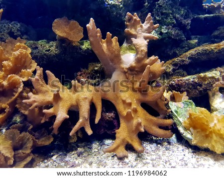 The yellow finger leather coral (Sinularia sp.) in marine aquarium. It is a phenomenal yellow soft skinned color,  family Alcyoniidae, found in Indo-Pacific on vertical walls and reef slopes.