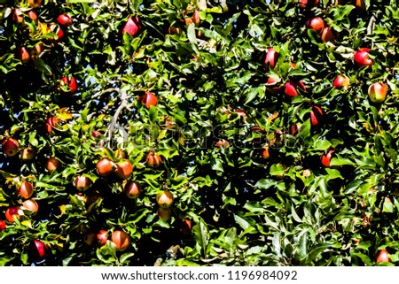 Apples - Tree