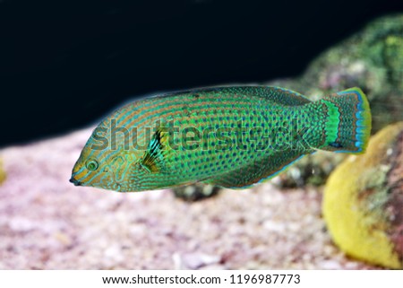 The Dusky Wrasse, Splendid Rainbow Wrasse (Halichoeres marginatus) in marine aquarium. it is found from the Red Sea, Great Barrier Reef and Austral Islands. It is a popular marine aquarium fish. 