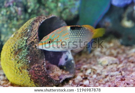 The beautifully colored checkerboard wrasse (Halichoeres hortulanus) in aquarium tank. it is a minor importance to local commercial fisheries and it is targeted for the aquarium trade.