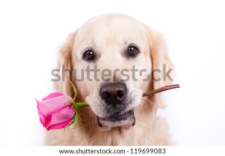 Golden retriever dog with rose Royalty-Free Stock Photo #119699083