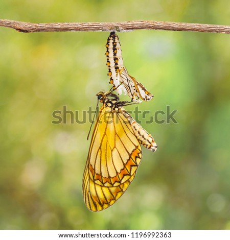 Emerged yellow coster butterfly ( Acraea issoria ) and mature chrysalis hanging on twig  , growth , metamorphosis