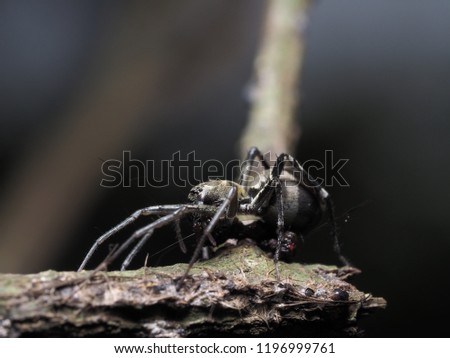 A Kind of Jumping Spider, Ant-like sac spider (Corinnomma sp.) Corinnomma is a genus of spiders in the Corinnidae family. This picture, It's consuming the victim in the nature.