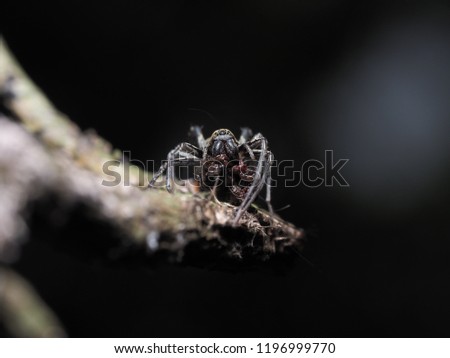 A Kind of Jumping Spider, Ant-like sac spider (Corinnomma sp.) Corinnomma is a genus of spiders in the Corinnidae family. This picture, It's consuming the victim in the nature.