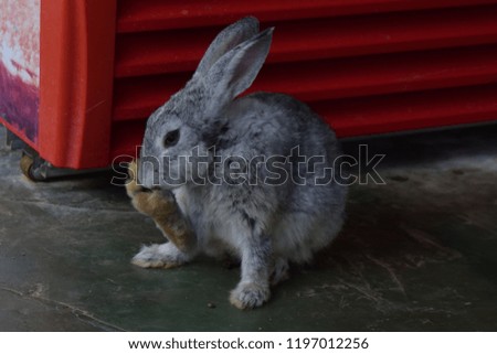 grey giant rabbit