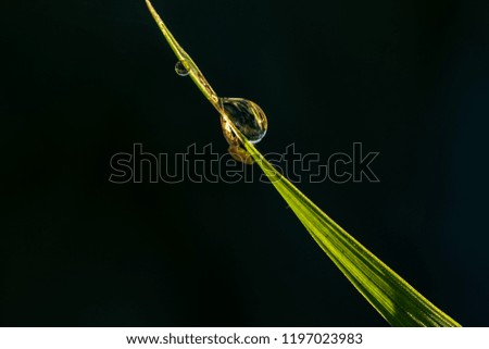 Dewdrops on a blade of grass, closeup. Water drop, macro. Drops of water on leaf. Rain droplets on grass. 