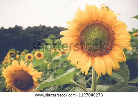 sunflower with filter effect retro vintage style