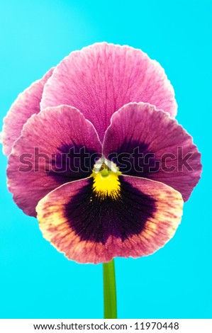 Single colorful viola on turquoise-blue background