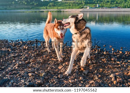 Two Siberian husky dogs have fun playing on the shore by the water