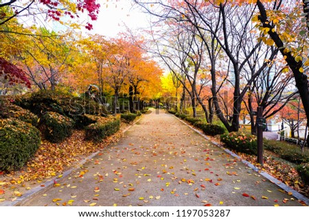 Autumn landscape park picture